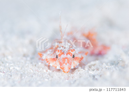 水中の小さな生物 117711843