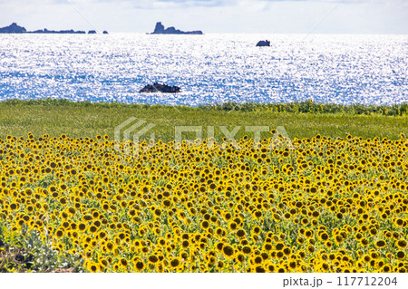 【新潟県_佐渡島】光る海とヒマワリ 外海府海岸　8月 117712204