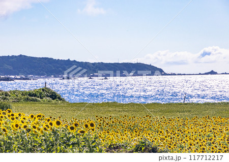 【新潟県_佐渡島_小田】日本海とひまわり畑　8月 117712217