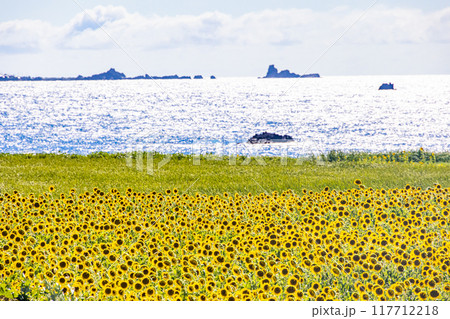 【新潟県_佐渡島】光る海とヒマワリ 外海府海岸　8月 117712218