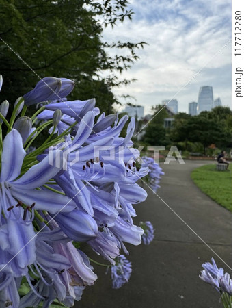 公園の遊歩道沿いに咲いているアガパンサスの花 公園の遊歩道沿いに咲いているアガパンサスの花 117712280