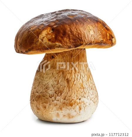 Porcini, boletus edulis, king bolete, isolated on white background. With clipping path. 117712312