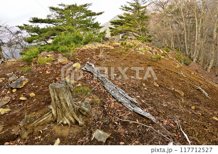 丹沢の秋葉山山頂 朝の頂 丹沢の秋葉山山頂 朝の頂 117712527