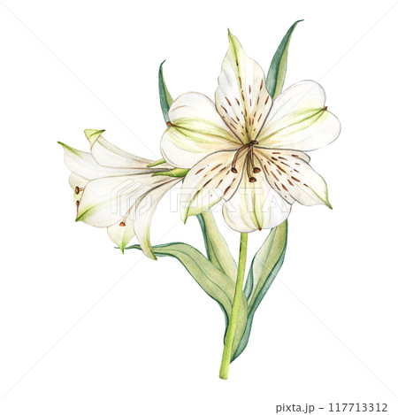 White flowers. Watercolor floral illustration. Bouquet of white alstroemeria. Lilies close-up on a white background. Floral spring background. Composition with beautiful blooming White flowers. Watercolor floral illustration. Bouquet of white alstroemeria. Lilies close-up on a white background. Floral spring background. Composition with beautiful blooming 117713312