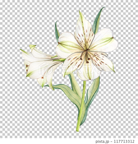 White flowers. Watercolor floral illustration. Bouquet of white alstroemeria. Lilies close-up on a white background. Floral spring background. Composition with beautiful blooming White flowers. Watercolor floral illustration. Bouquet of white alstroemeria. Lilies close-up on a white background. Floral spring background. Composition with beautiful blooming 117713312