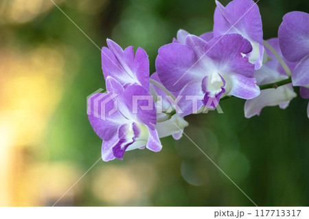 Purple Dendrobium Orchid Flowers with blured background Purple Dendrobium Orchid Flowers with blured background 117713317