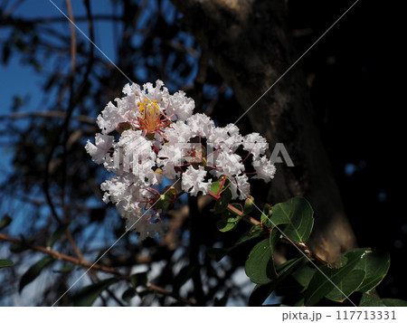 朝の日ざしを浴びたシロバナサルスベリ(百日白の花のクローズアップ) 朝の日ざしを浴びたシロバナサルスベリ(百日白の花のクローズアップ) 117713331