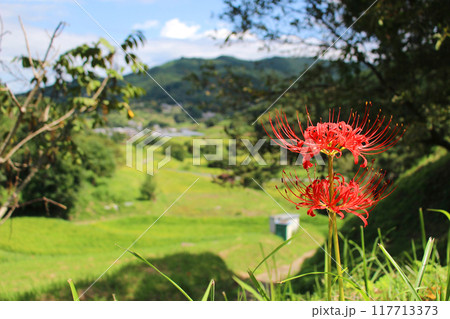 田んぼと彼岸花 田んぼと彼岸花 117713373