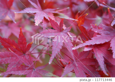 カラー　紅葉　植物　秋　公園　（2024年8月登録） 117713446