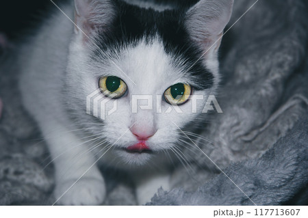 black and white cat. flaming eye pose looking for prey. cat on an isolated black background. black and white cat. flaming eye pose looking for prey. cat on an isolated black background. 117713607
