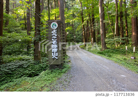 彌彦神社より弥彦山ロープウェイ山麓駅へ続く杉林の道　新潟県 117713836