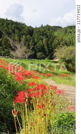 彼岸花の咲く風景　蓑沢彼岸花公園 117714912
