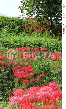 彼岸花の咲く風景　蓑沢彼岸花公園 117714913