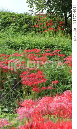 彼岸花の咲く風景　蓑沢彼岸花公園 117714914