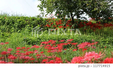 彼岸花の咲く風景　蓑沢彼岸花公園 117714915