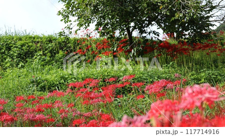 彼岸花の咲く風景　蓑沢彼岸花公園 117714916