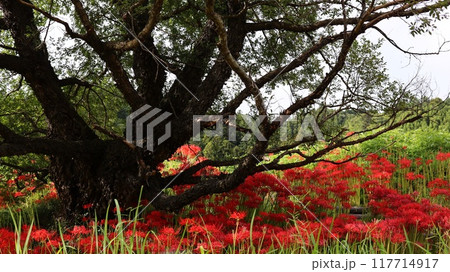 彼岸花の咲く風景　蓑沢彼岸花公園 117714917