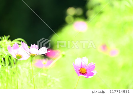 可憐なコスモス 可憐なコスモス 117714951