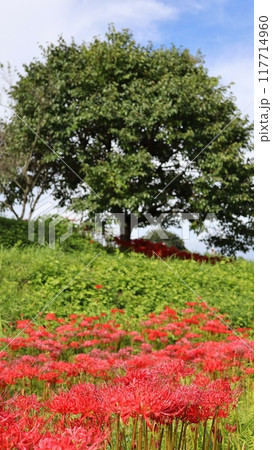 彼岸花の咲く風景　蓑沢彼岸花公園 117714960