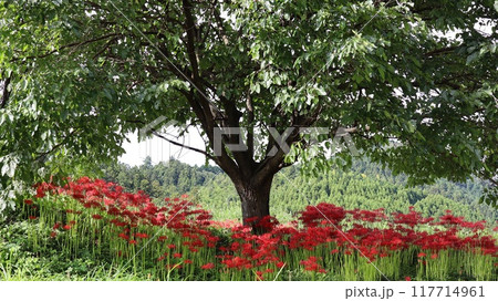 彼岸花の咲く風景 蓑沢彼岸花公園 彼岸花の咲く風景 蓑沢彼岸花公園 117714961