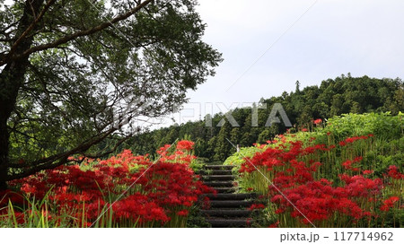 彼岸花の咲く風景　蓑沢彼岸花公園 117714962