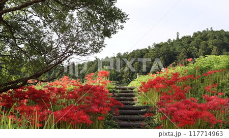 彼岸花の咲く風景　蓑沢彼岸花公園 117714963