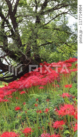 彼岸花の咲く風景 蓑沢彼岸花公園 彼岸花の咲く風景 蓑沢彼岸花公園 117714964
