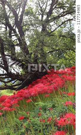 彼岸花の咲く風景 蓑沢彼岸花公園 彼岸花の咲く風景 蓑沢彼岸花公園 117714965