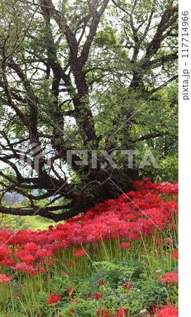 彼岸花の咲く風景　蓑沢彼岸花公園 117714966