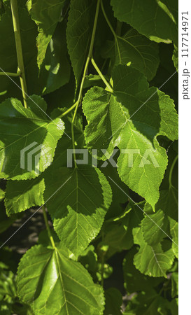 Green plants on a summer cottage. Pear fruit. Mulberry leaves. Summer concept Green plants on a summer cottage. Pear fruit. Mulberry leaves. Summer concept 117714971