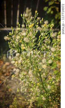 Green plants on a summer cottage. Pear fruit. Mulberry leaves. Summer concept Green plants on a summer cottage. Pear fruit. Mulberry leaves. Summer concept 117714972
