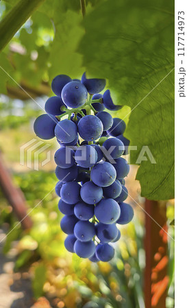 Dark grapes on a summer cottage. Harvesting. Wine making. 117714973