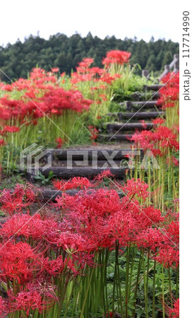 彼岸花の咲く風景　蓑沢彼岸花公園 117714990