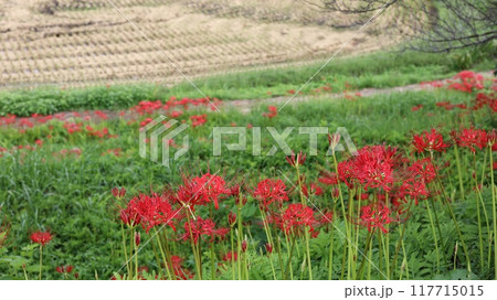 彼岸花の咲く風景　蓑沢彼岸花公園 117715015