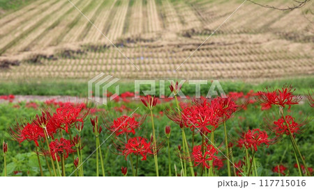 彼岸花の咲く風景　蓑沢彼岸花公園 117715016