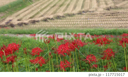 彼岸花の咲く風景　蓑沢彼岸花公園 117715017