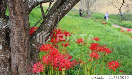 彼岸花の咲く風景　蓑沢彼岸花公園 117715039
