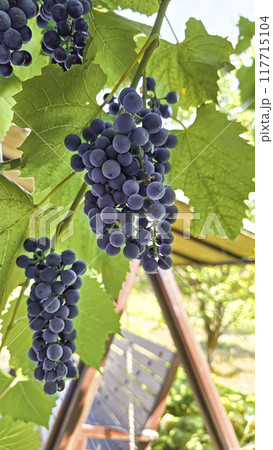 Dark grapes on a summer cottage. Harvesting. Wine making. 117715104