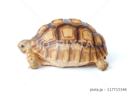 Africa turtle close up on white background. 117715346