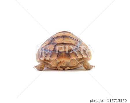 The sulkata newborn turtle isolated on white background. The sulkata newborn turtle isolated on white background. 117715370