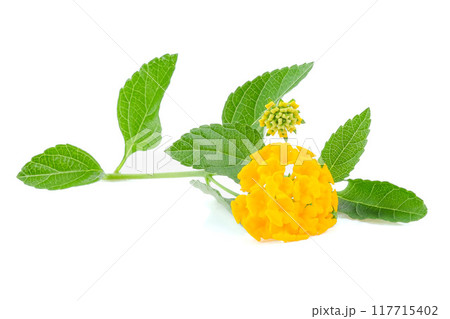 Latana camara flower close up on white background. Latana camara flower close up on white background. 117715402