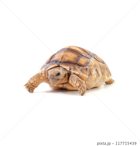 The sulkata newborn turtle isolated on white background. 117715439