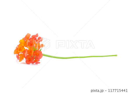 Lantana camara flower on white background. 117715441