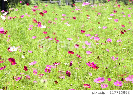 コスモス畑に咲くピンク色のコスモス 117715998