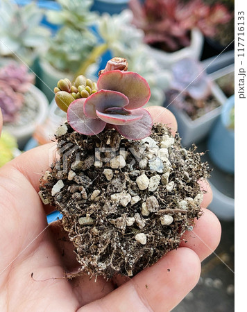 Succulent Echeveria Bittersweet small rosette with root close-up Succulent Echeveria Bittersweet small rosette with root close-up 117716133