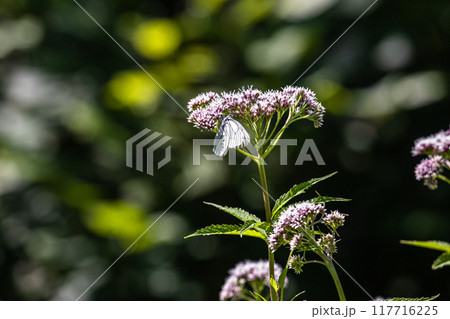 【北海道_知床半島】フジバカマとエゾシロチョウ(藤袴と蝦夷白蝶) 【北海道_知床半島】フジバカマとエゾシロチョウ(藤袴と蝦夷白蝶) 117716225