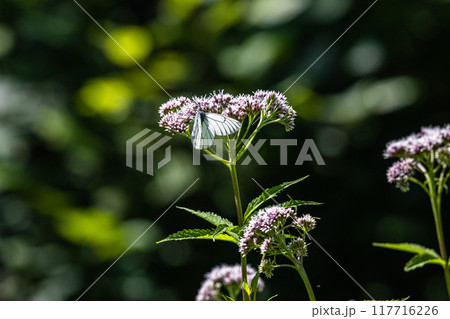 【北海道_知床半島】フジバカマとエゾシロチョウ（藤袴と蝦夷白蝶） 117716226