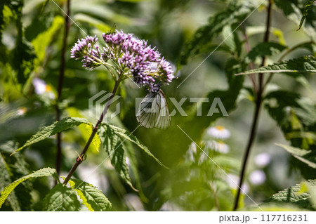 【北海道_知床半島】フジバカマとエゾシロチョウ(藤袴と蝦夷白蝶) 【北海道_知床半島】フジバカマとエゾシロチョウ(藤袴と蝦夷白蝶) 117716231