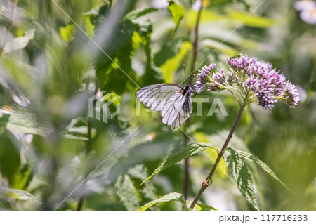 【北海道_知床半島】フジバカマとエゾシロチョウ（藤袴と蝦夷白蝶） 117716233