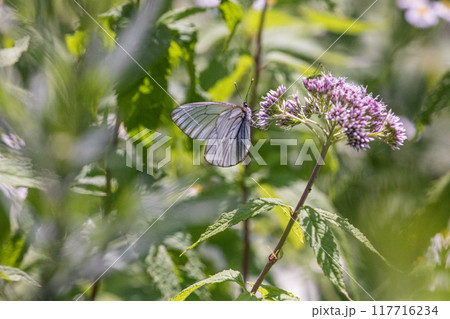 【北海道_知床半島】フジバカマとエゾシロチョウ（藤袴と蝦夷白蝶） 117716234